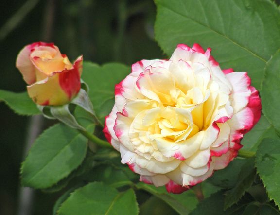 Double Delight photo 2014_07130016_zpsca466b62.jpg